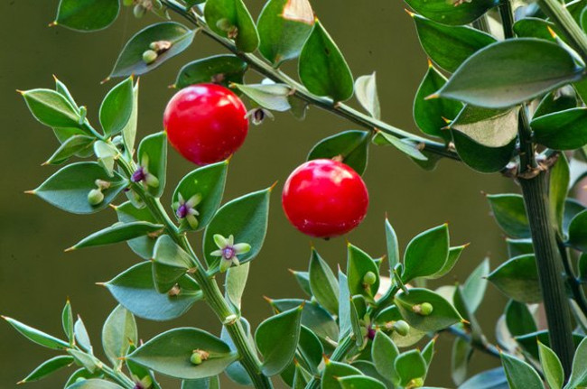 Nghiên cứu cho thấy có sự chuyển đổi giữa cành và những chiếc lá có quả mọc gọi là cladodes, một dạng chuyển đổi của tổ chức cơ thể thực vật bậc cao. 