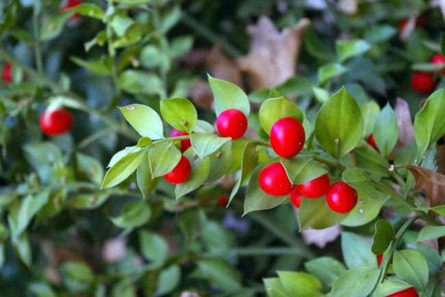 Loài cây đặc biệt này đã được con người sử dụng như một loại thuốc nhuận tràng và lợi tiểu