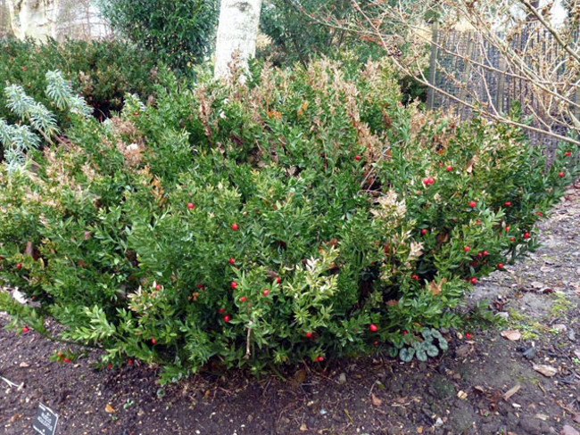 Loài cây đặc biệt này đã được con người sửNgoài ra những chồi non của loài cây này cũng có thể ăn được như măng tây. 8 dụng như một loại thuốc nhuận tràng và lợi tiểu