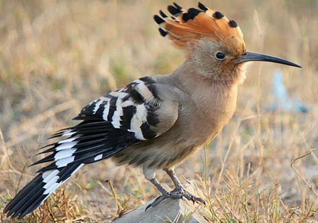 Bạn nên loại bỏ loại quả này khỏi danh sách thực phẩm cho chim. 