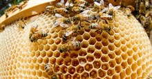 Số lượng đàn ong mật trên thế giới giảm gần 12%