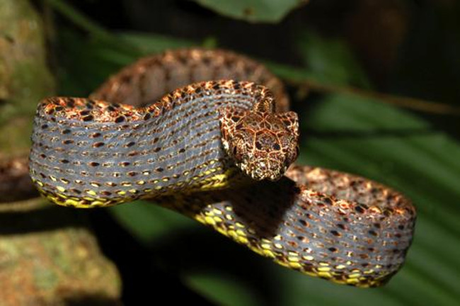 Rắn rào ngọc bích là một loài rắn nước nhỏ, khá thanh mảnh, có tên khoa học Boiga Jaspidea.
