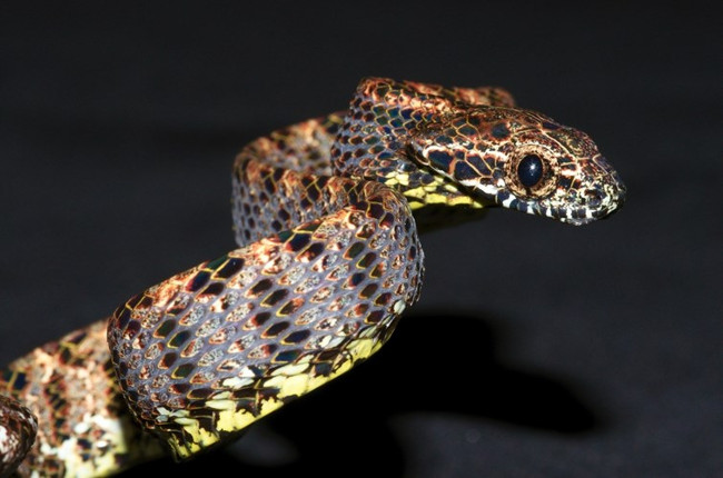 Rắn rào ngọc bích được "mẹ thiên nhiên" ưu ái cho sở hữu một bộ da với các màu sắc, hoa văn được kết hợp một cách vô cùng hài hòa, tinh tế.