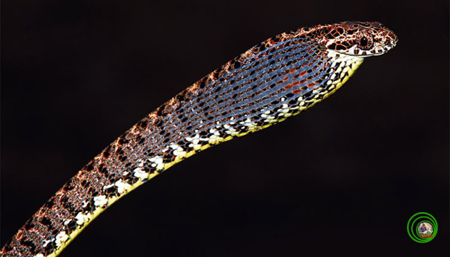 Toàn bộ phía trên cơ thể của rắn rào ngọc bích là màu đỏ phối với màu nâu sô cô la, xen kẽ những đốm đen và trắng, phần bụng có màu vàng sáng bắt mắt.