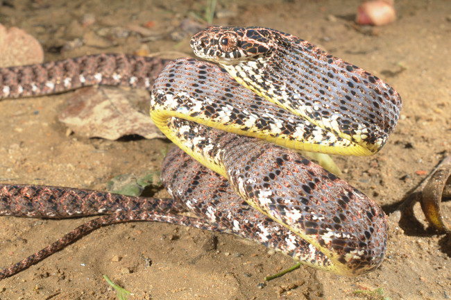 Những thanh ngang màu xanh ngọc đó nổi lên rõ ràng khi rắn rào ngọc bích phình to cổ họng hoặc các phần cơ thể khác để đe dọa kẻ thù, tiêu hóa con mồi.