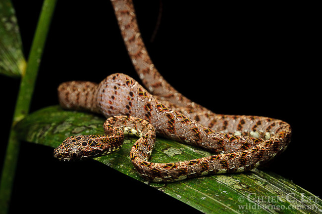 Cận cảnh nhan sắc có một không hai của rắn rào ngọc bích Việt Nam.