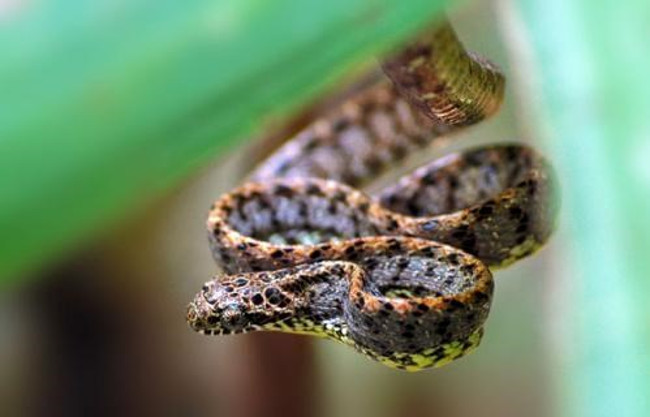 Khi phải đối đầu với kẻ thù, rắn rào ngọc bích phình to phần đầu của mình giống như rắn hổ mang bành, thậm chí nó còn bắt chước cả âm thanh của những loài rắn độc khác nhằm khiến chúng phân vân. 