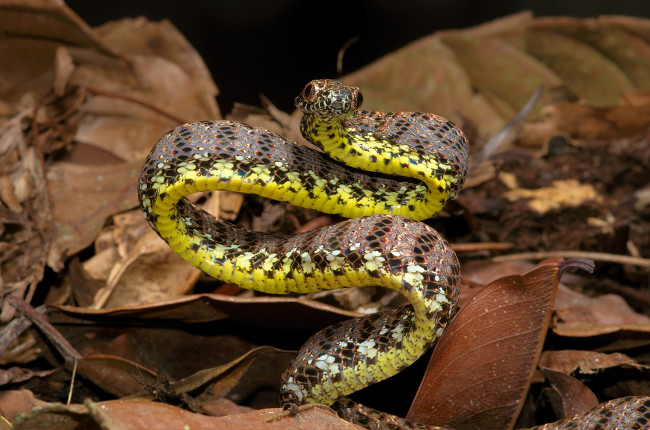 Rắn rào ngọc bích được tìm thấy ở các môi trường sống trên cây trong rừng mưa nhiệt đới, đôi khi là cả các cây bụi thấp.