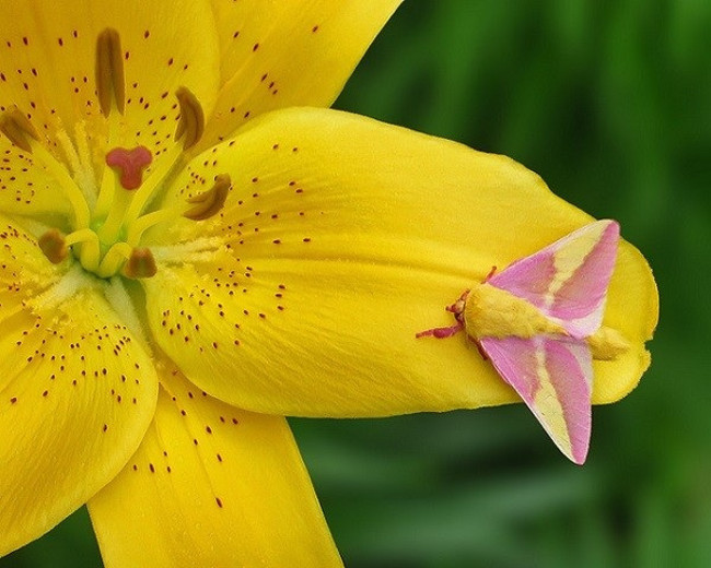 Cái tên "phong hồng" xuất phát từ thức ăn yêu thích của chúng là lá cây phong.