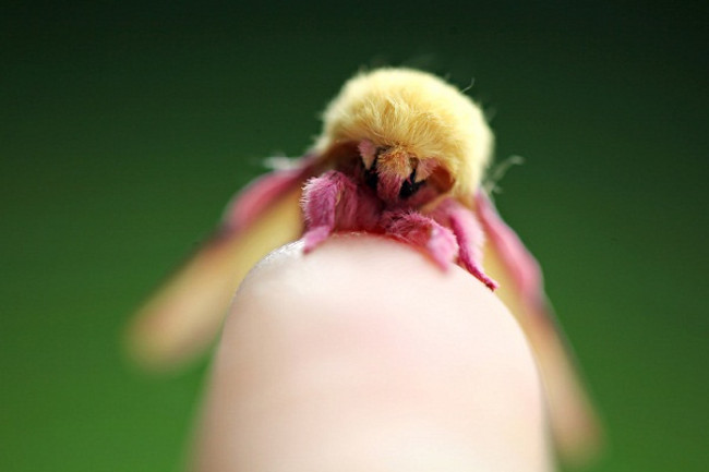 Bướm đêm phong hồng có kích thước8 khá nhỏ bé với sải cánh trung bình từ 3,2 - 4,4cm ở con đực và 4 - 5cm ở con cái.