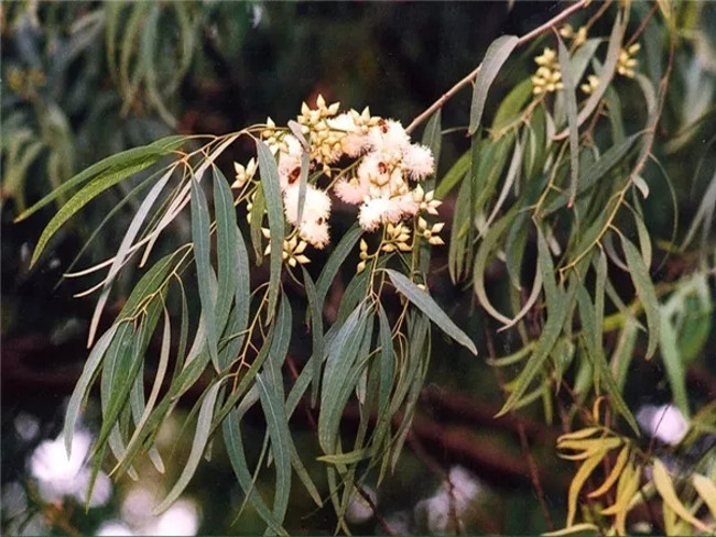 Lá cây bạch đàn 