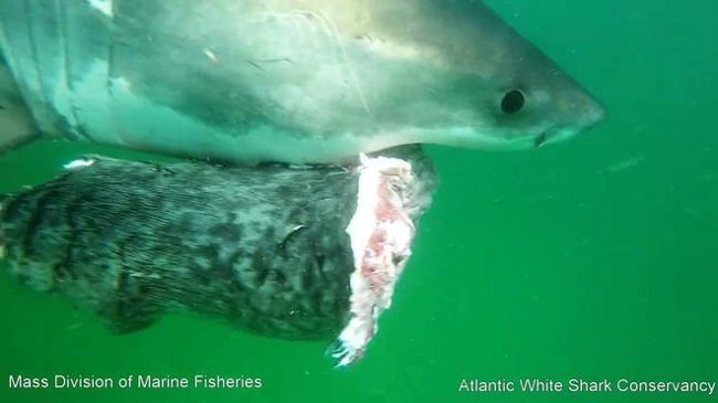 Cá mập trắng khổng lồ