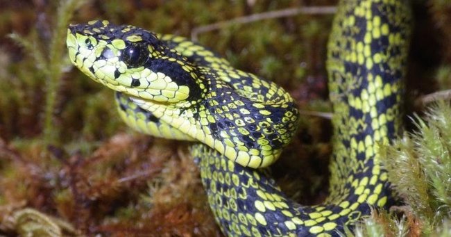 Loài rắn viper mới