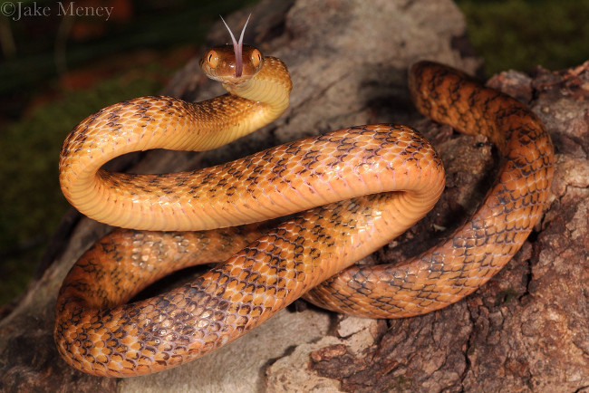 Rắn cây nâu - Một tay leo trèo cự phách ở đảo Guam.