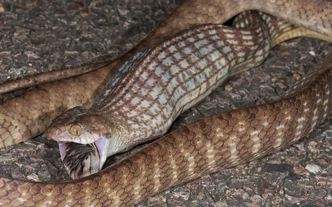 Hình ảnh rắn âu đang xơi tái 1 con chim bản địa.