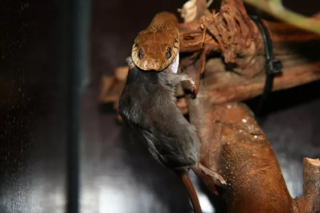 Chuột là một trong những món khoải khẩu của rắn cây nâu.