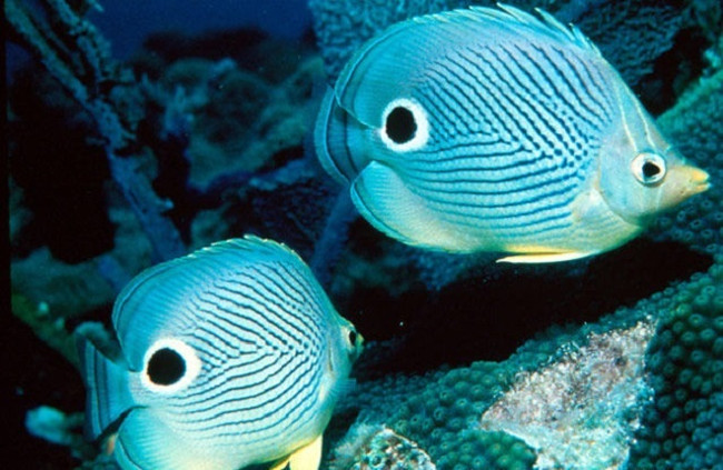 Cá bướm bốn mắt