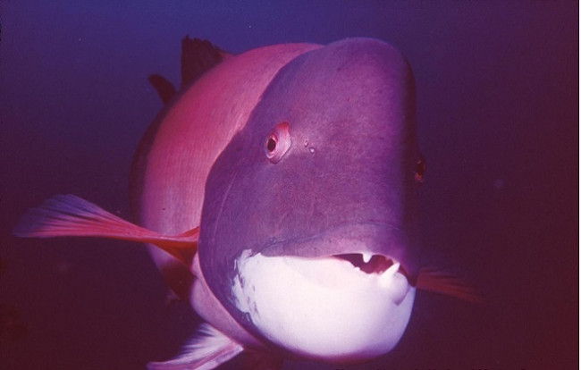 Cá đầu cừu California