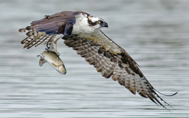 Chim ưng biển    Chim ưng biển