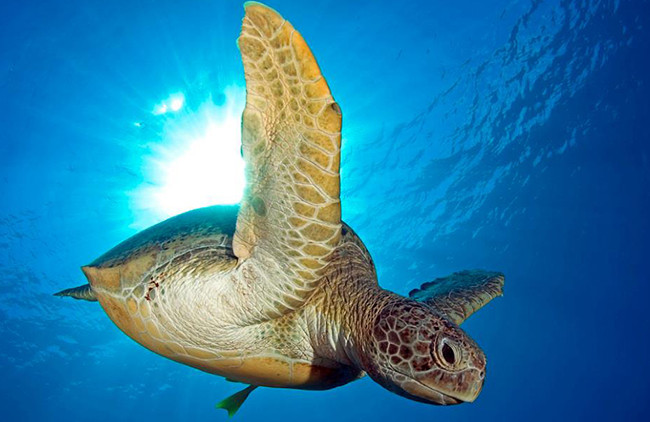 Tổ tiên loài rùa là loài đầu tiên phát triển "gen đỏ".  Tổ tiên loài rùa là loài đầu tiên phát triển "gen đỏ".