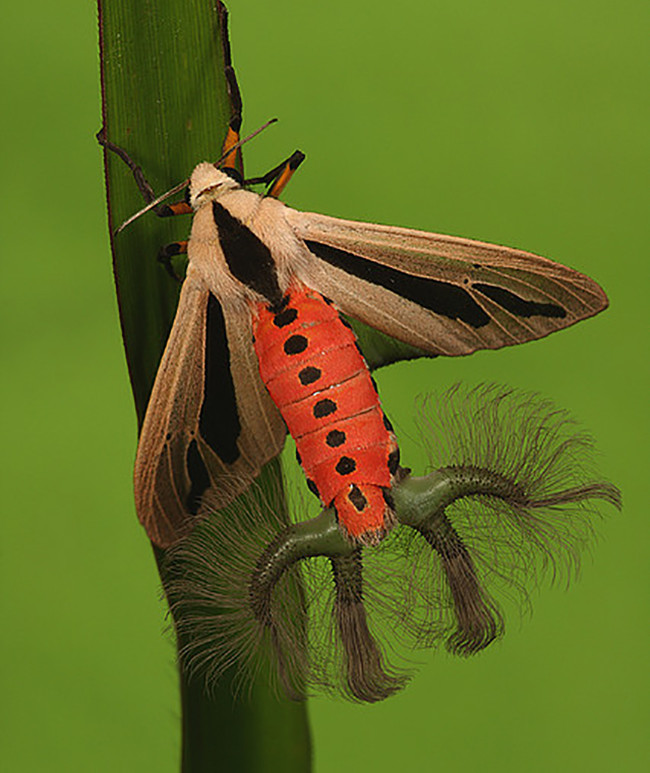 Thực ra sinh vật lạ này là loài bướm đêm phân bố ở khu vực Đông Nam Á.