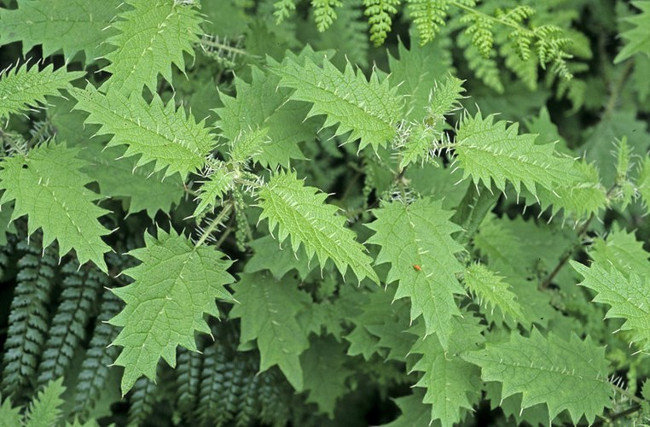 Cây cao khoảng 3m với những chiếc gai dài chứa độc.