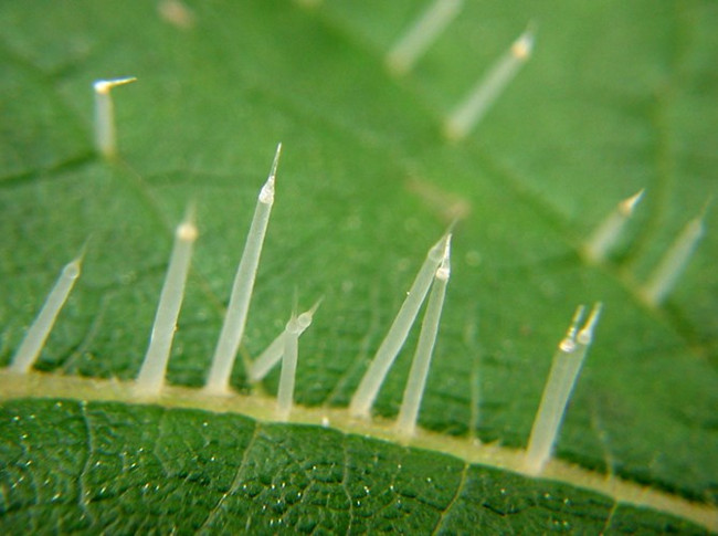 Ngay cả nạn nhân được cứu chữa kịp thời, họ vẫn có khả năng bị thoái hóa các đường dẫn hệ thần kinh, viêm đa dây thần kinh.