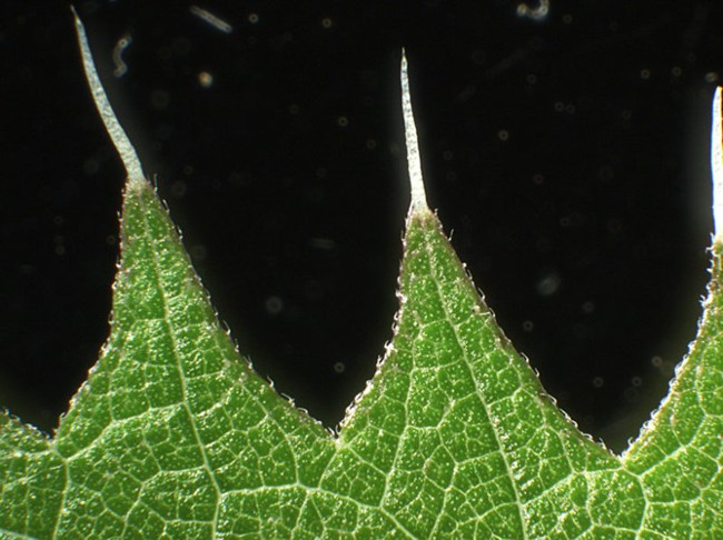 Mặc dù cây tầm ma Urtica ferox thực sự là một loại cây bụi có độc tính cao, nó cũng đóng một phần quan trọng trong sự phát triển của một loài bướm địa phương