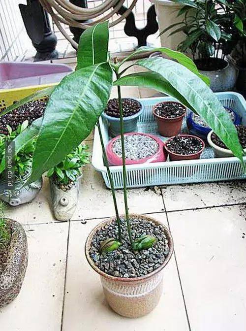 Cây xoài Cây xoài