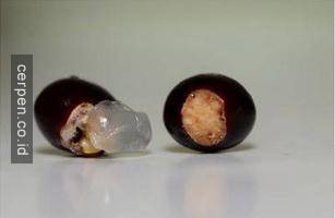 Trồng nhãn Trồng nhãn