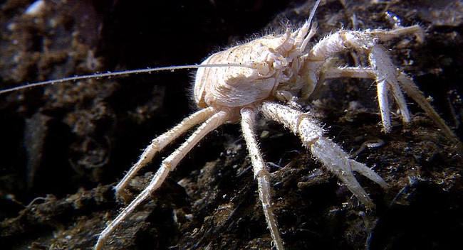 Tôm hùm ngồi xổm Tôm hùm ngồi xổm