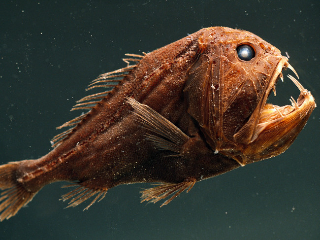 Cá răng nanh Cá răng nanh