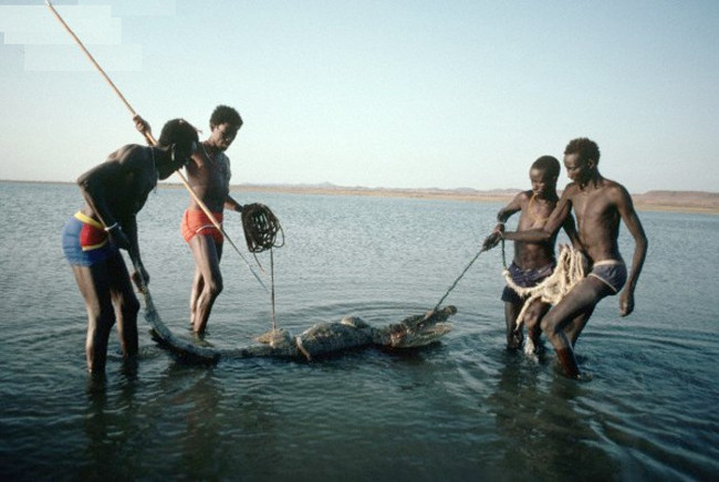 Săn lùng cá sấu để ăn thịt.  Săn lùng cá sấu để ăn thịt.