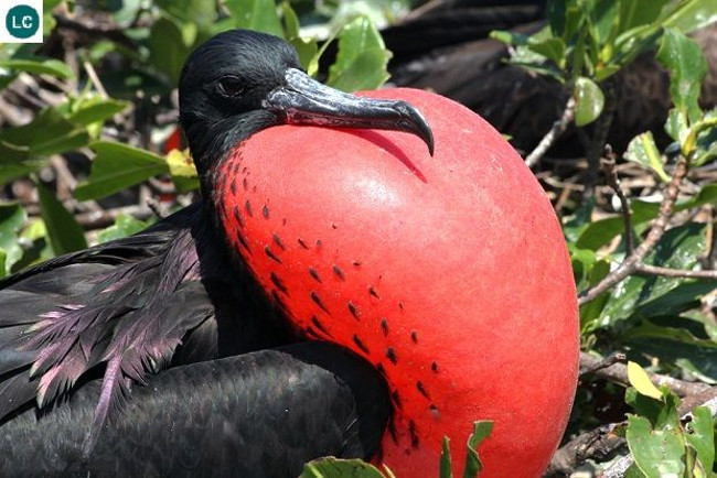 Cốc biển Fregata magnificens