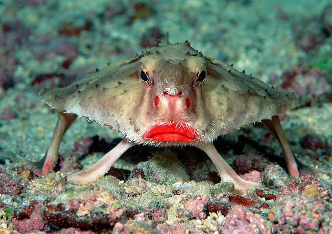 Cá dơi môi đỏ,