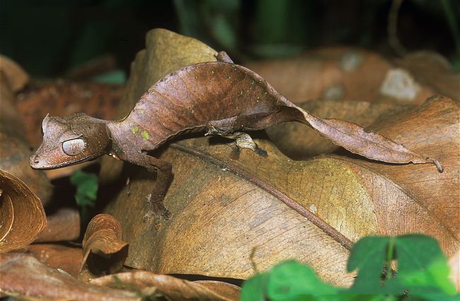 Tắc kè đuôi quỷ Satan
