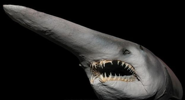 Cá mập yêu tinh Mitsukurina owstoni