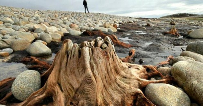 Cơn bão trên bờ biển Galway, Ireland xuất hiện một gốc cây hóa thạch cổ đại khoảng 7.500 trước.