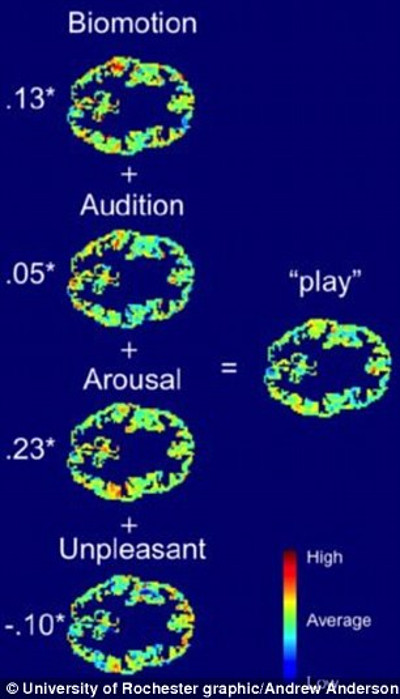 Những trạng thái não đặc trưng khi nhắc tới cụm từ "play".  Những trạng thái não đặc trưng khi nhắc tới cụm từ "play".