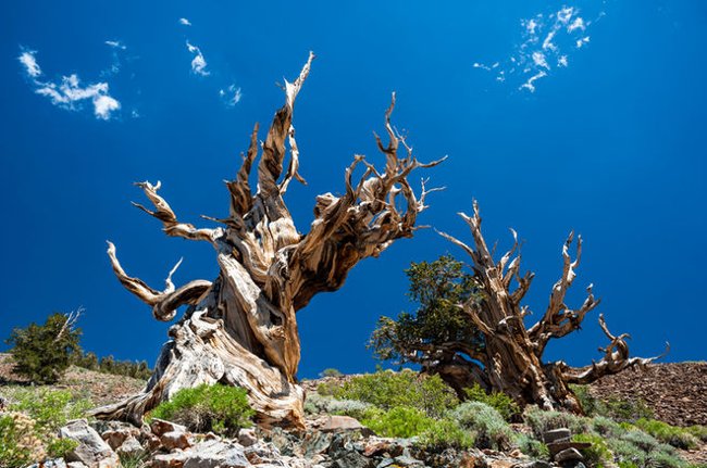 Cây thông Bristlecone là cây lâu đời nhất trên thế giới.