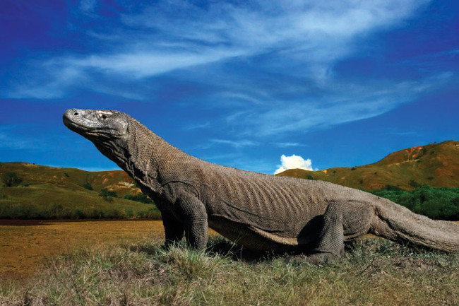 Đảo Komodo, Indonesia là nơi sinh sống duy nhất của rồng Komodo, loài thằn lằn lớn nhất trên thế giới.