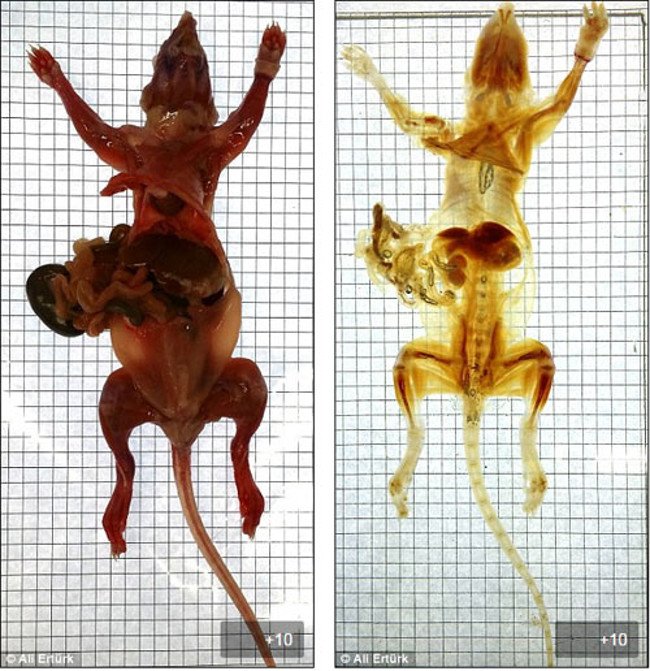 Kỹ thuật mới có thể áp dụng trên những động vật như chuột và tiến tới các loài động vật có vú như khỉ.