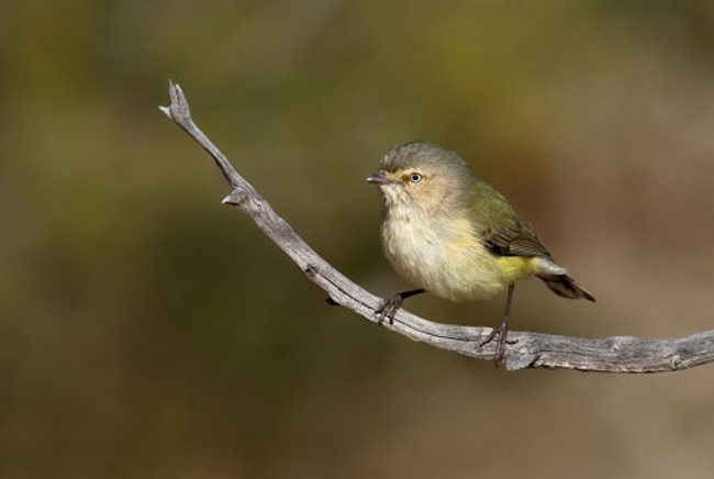 2. Chim Smicrornis Brevirostris có chiều dài khoảng 8-9 cm.