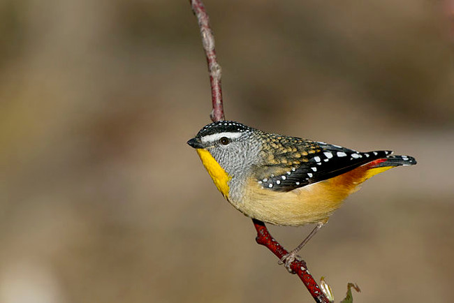 Chim Pardalotus có kích thước khoảng 8,5-12 cm.