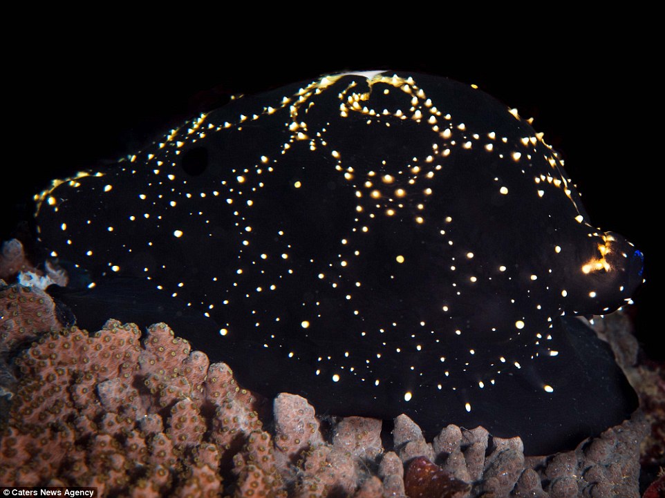 Ốc biển Cowrie cùng màn ngụy trang tinh vi, ngoạn mục Ốc biển Cowrie cùng màn ngụy trang tinh vi, ngoạn mục