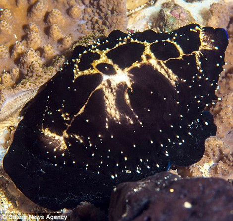 Ốc biển Cowrie khi ngụy trang Ốc biển Cowrie khi ngụy trang