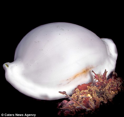 Ốc biển Cowrie Ốc biển Cowrie