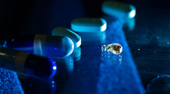 Con chíp là chìa khóa cho sự bất tử?  Con chíp là chìa khóa cho sự bất tử?