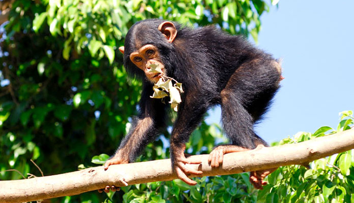 Nghiên cứu mới cho thấy não người dẻo hơn não tinh tinh Nghiên cứu mới cho thấy não người dẻo hơn não tinh tinh