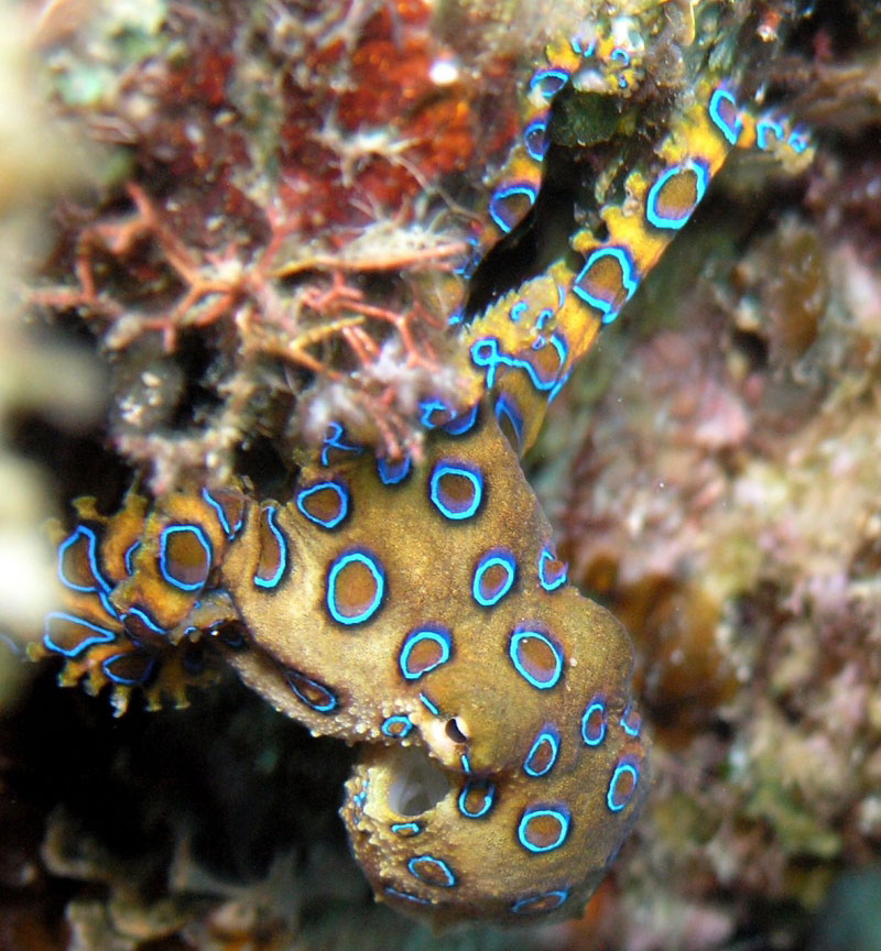 Bạch tuộc vòng sáng này sở hữu một ngoại hình cực kỳ ảo ảnh, đáng sợ, bao gồm nhiều vòng sáng xanh xuất hiện trên khắp cơ thể